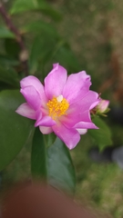 Pereskia