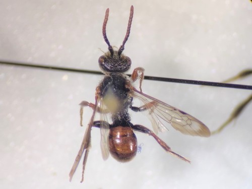 Hawk's-beard Nomad Bee