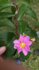 Pereskia