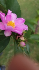 Pereskia