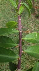Pereskia