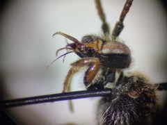 Nomada facilis