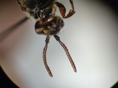 Nomada facilis