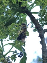 Andrena crataegi