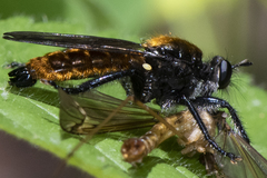 Laphria aktis