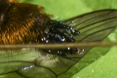 Laphria aktis