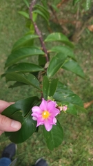 Pereskia