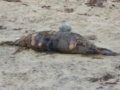 Zalophus californianus