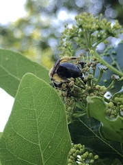 Andrena crataegi