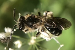 Andrena
