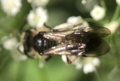Andrena