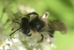 Andrena