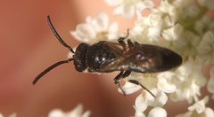 Hylaeus