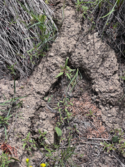 Thomomys talpoides