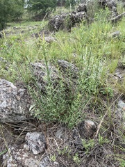 Colletieae