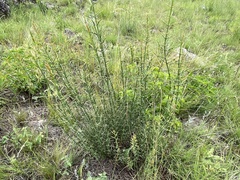 Colletieae