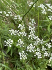 Anthriscus sylvestris