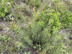 Colletieae