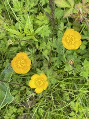 Ranunculus repens