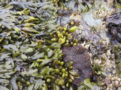 Halosaccion glandiforme