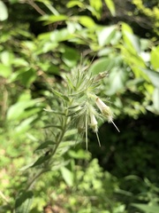 Lithospermum bejariense