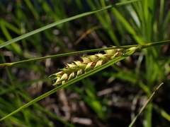 Carex striata