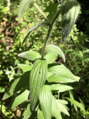 Lithospermum bejariense