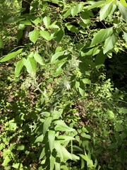 Lithospermum bejariense