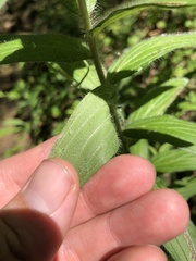 Lithospermum bejariense