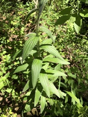 Lithospermum bejariense