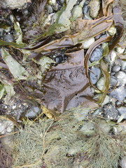 Pleurophycus gardneri