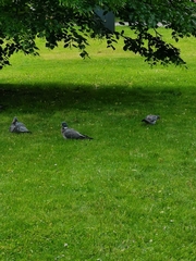 Columba palumbus
