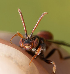 Nomada guttulata
