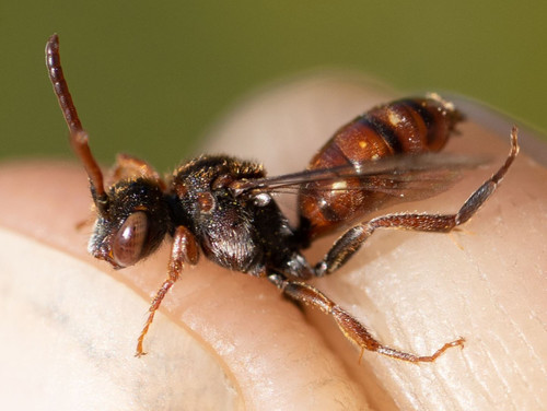 Short-spined Nomad Bee