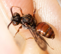 Nomada guttulata