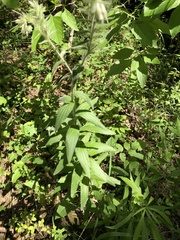 Lithospermum bejariense