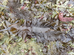 Pleurophycus gardneri