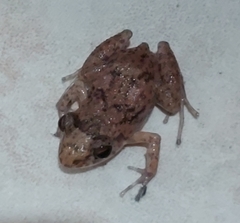 Eleutherodactylus planirostris