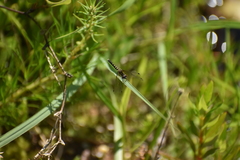 Nannothemis