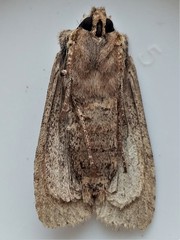 Lithophane patefacta