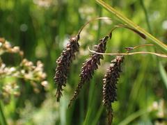 Carex barrattii