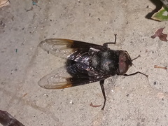 Copestylum mexicanum