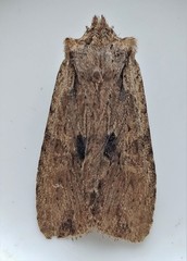 Lithophane patefacta