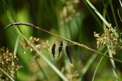 Carex barrattii