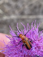 Nemognatha piazata