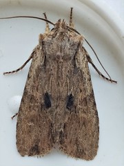 Lithophane patefacta