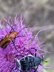 Nemognatha piazata