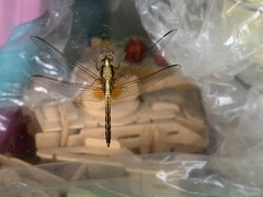 Erythrodiplax lativittata