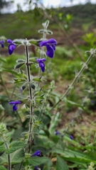 Salvia urica