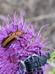 Nemognatha piazata